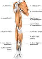 ARM3.CMX