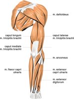 ARM2.CMX