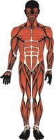 ANATMY01.CMX
