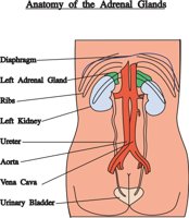 ADRENAL.CMX