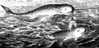 WHALE5.PCX