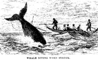 WHALE4.PCX