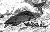 WHALE3.PCX