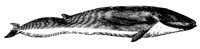 WHALE2.PCX