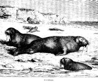 WALRUSES.PCX