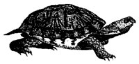 TURTLE.PCX
