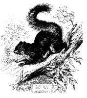 SQUIRRL9.PCX