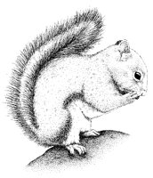 SQUIRREL.PCX
