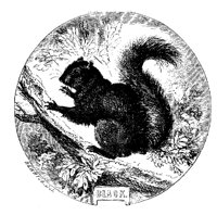 SQUIRR11.PCX