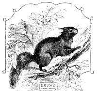 SQUIRR10.PCX