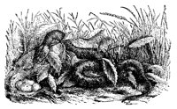 SNAKE4.PCX