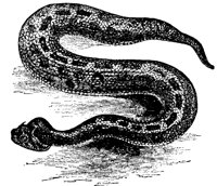 SNAKE3.PCX