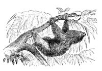 SLOTH.PCX