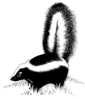 SKUNK.PCX