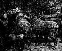 SHEEP4.PCX