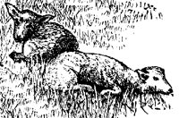 SHEEP2.PCX