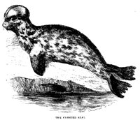 SEAL.PCX