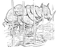 RHINO4.PCX