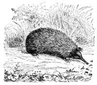 PORCUPIN.PCX