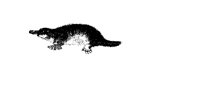 PLATYPUS.PCX