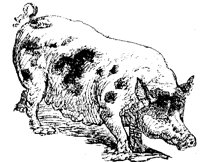 PIG2.PCX