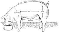 PIG01.PCX