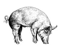 PIG.PCX