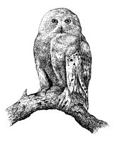 OWL.PCX