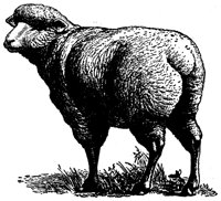 MUTTON.PCX