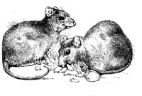 MICE.PCX