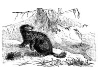 MARMOT.PCX