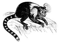 MARMOSET.PCX