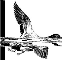 MALLARD.PCX
