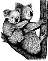 KOALA3.PCX