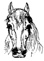 HORSEFAC.PCX