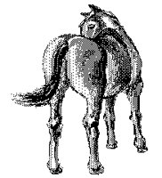 HORSEASS.PCX