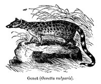 GENET.PCX