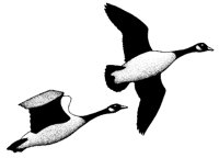 GEESE2.PCX