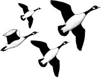GEESE1.PCX