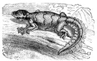 GECKO2.PCX