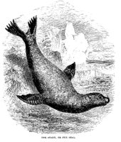 FURSEAL.PCX