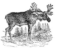 ELK2.PCX