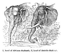 ELEPHNT7.PCX
