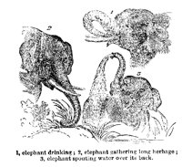 ELEPHN10.PCX