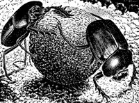DUNG_BUG.PCX