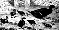 DUCKS.PCX