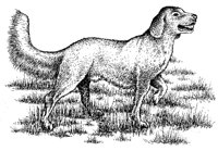 DOG2.PCX