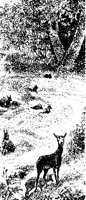 DEER3.PCX