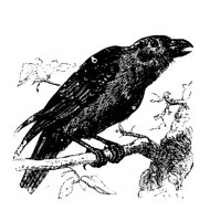 CROW.PCX