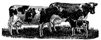 COWS2.PCX